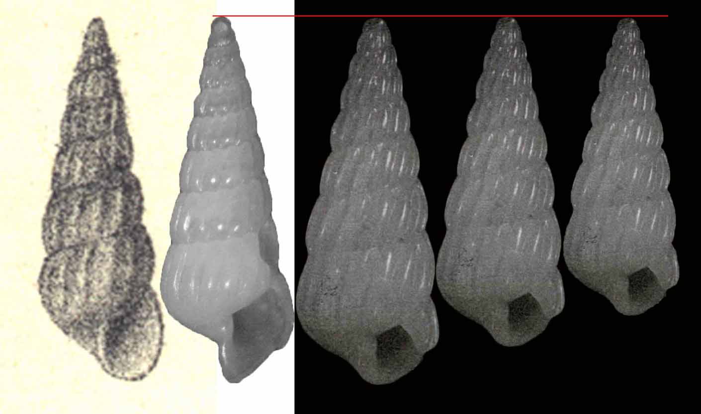turbonilla pseudogradata?